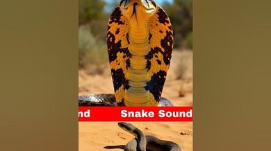 Snake Sound | Beast Challenge Stories
