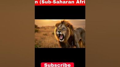 Lion Sound: Roars (Sub Saharan Africa Lion) | Beast Challenge Stories