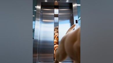 Funny Shorts for Dogs vs. Elevators | Beast Challenge Stories