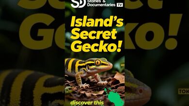 Funny Shorts for Banded Ground Gecko | Beast Challenge Stories