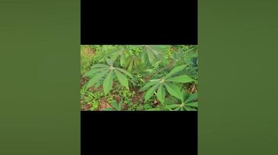 Cassava Tree and Isombe Tree | Beast Challenge Stories