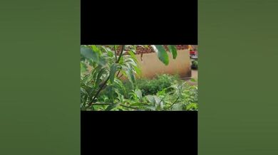 The Secret Behavior of Mango Tree Creatures | Beast Challenge Stories