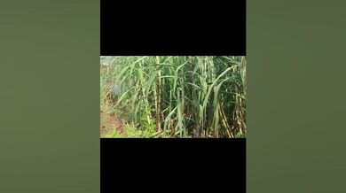 Sugar Cane Plantation | Beast Challenge Stories
