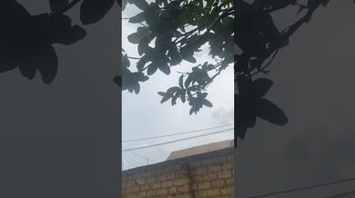 What is the name of this Fruits and tree | Beast Challenge Stories
