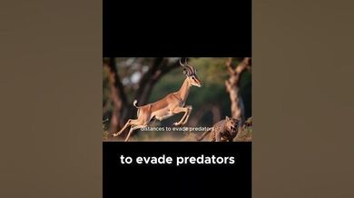 Funny Shorts for Impalas | Beast Challenge Stories