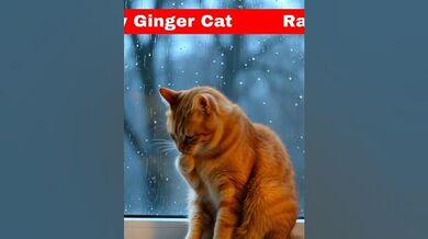 Lazy ginger cat's rainy afternoon | Beast Challenge Stories