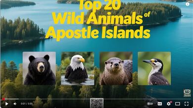 USA: 20 Animals Apostle Islands | Beast challenge Stories