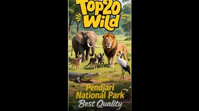 Benin: 20 Animals of Pendjari | Beast challenge Stories