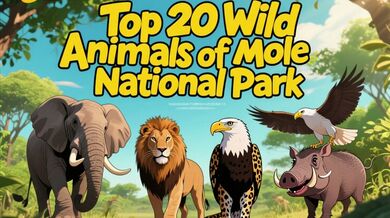 Ghana: 20 Animals of Mole Park | Beast challenge Stories