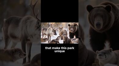 Funny Shorts for Canada Wild Animals | Beast Challenge Stories