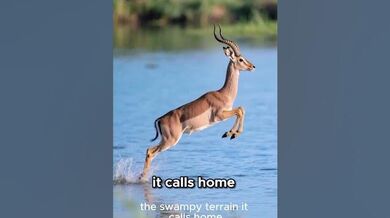 Funny Shorts for Unique Wetland Antelope | Beast Challenge Stories