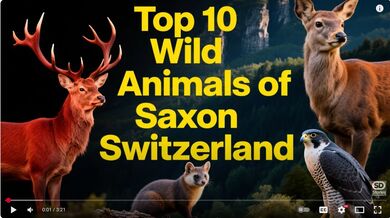 10 Animals of Saxon Switzerland, | Beast challenge Stories