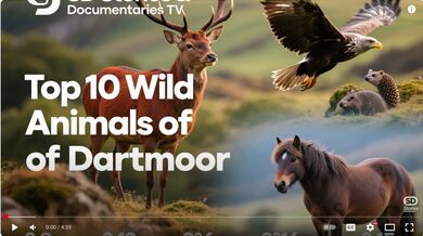 England: 10 Animals of Dartmoor | Beast challenge Stories