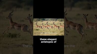 Funny Shorts for Impala: The Gymnasts of Nairobi Park! | Beast Challenge Stories