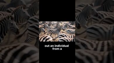 Funny Shorts for Plains Zebras | Beast Challenge Stories