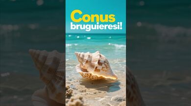 Funny Shorts for Senegal Cone Snail | Beast Challenge Stories