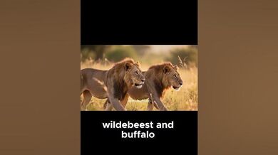 Funny Shorts for Lions of Nairobi | Beast Challenge Stories