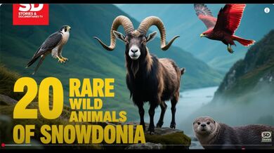 20 Rare Animals of Snowdonia | Beast challenge Stories