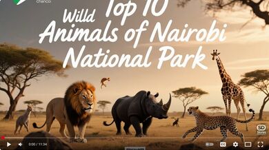 Top 10 Wild Animals of Nairobi | Beast challenge Stories