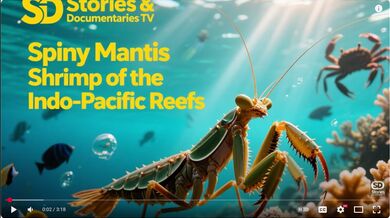 Spiny Mantis Shrimp - Pacific | Beast challenge Stories