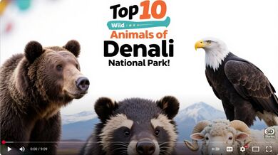 10 Wild Animals of Denali Park | Beast challenge Stories