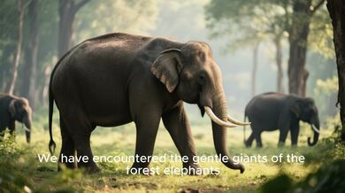 Côte d’Ivoire: Forest Echoes | Beast challenge Stories