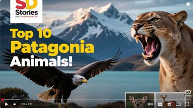 10 Animals of Los Alerces Park | Beast challenge Stories