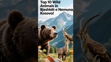 Funny Shorts for Top 10 Wild Animals Found in Bjeshkët | Beast Challenge Stories