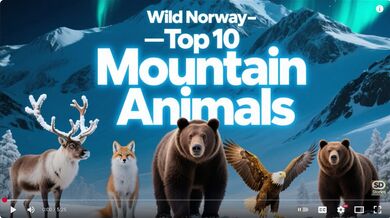 10 Animals of Jotunheimen Park | Beast challenge Stories