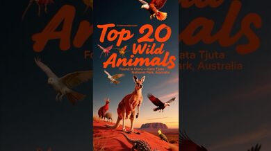 Funny Shorts for Australia Top 20 Wild Animals | Beast Challenge Stories