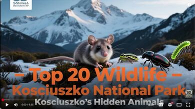 20 Wild Animals in Kosciuszko | Beast challenge Stories