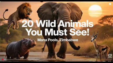 20 Wild Animals of Mana Pools | Beast challenge Stories