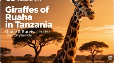 Giraffes of Ruaha | Beast challenge Stories