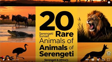 20 Rare Animals of Serengeti | Beast challenge Stories