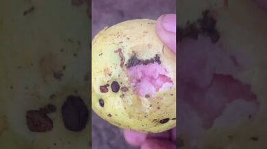 Guava Tree with Fruits- Enjoy then