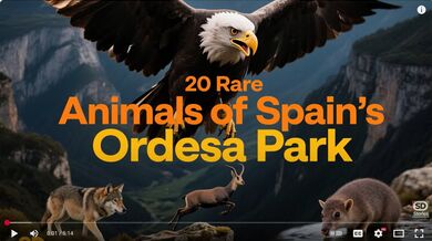 20 Rare Animals of Ordesa | Beast challenge Stories