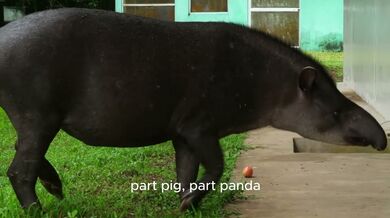 12 Weirdest Animals in Singapore | Beast challenge Stories