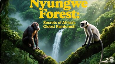 Nyungwe Forest in Rwanda | Beast challenge Stories