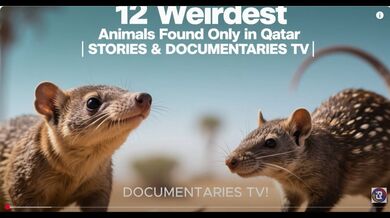 12 Animals in Qatar | Beast challenge Stories