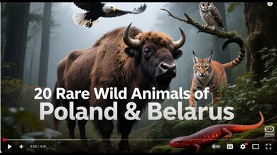 20 Rare Animals of Białowieża | Beast challenge Stories