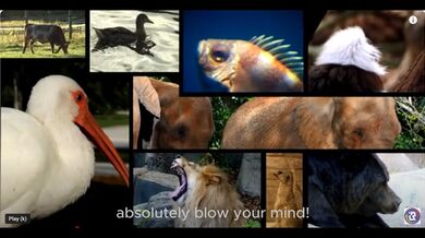 12 Animals in the Philippines | Beast challenge Stories