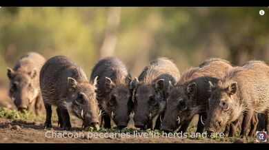 10 Animals Native to Paraguay | Beast challenge Stories
