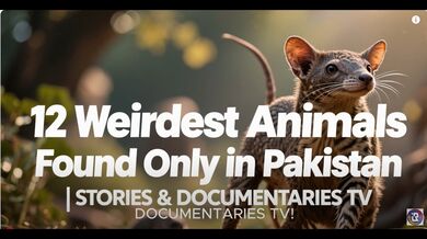 12 Animals in Pakistan | Beast challenge Stories