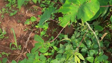 This Is What Cassava Really Looks Like | Beast challenge Stories