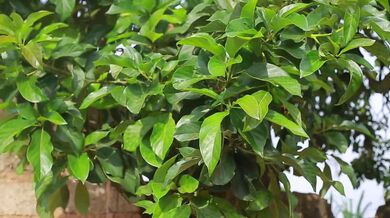 Propagate Avocado Tree at Home Using This Fast Growing Technique | Beast challenge Stories