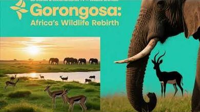 Gorongosa: African Eden Reborn | Beast challenge Stories