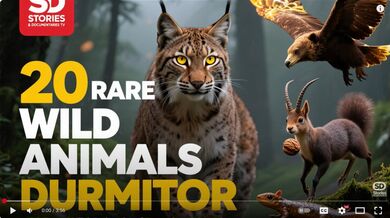 20 Rare Wild Animal of Durmitor #asmrvideo #documentary #stories #animals #beast #funny