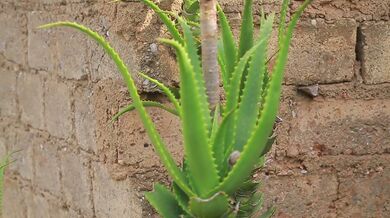 The Secret Behind Healthy Aloe Vera Plants | Beast challenge Stories