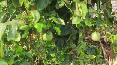 Growing Passion Fruit at Home | Harvesting Organic Fruit for the Market