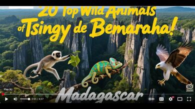 20 Animals of Tsingy de Bemaraha | Beast challenge Stories